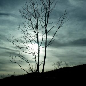 The silhouette of a barren tree stands in the foreground in front of a cloudy sky. The sun is peaking out of the clouds behind the tree.