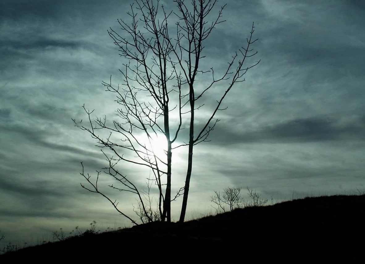 The silhouette of a barren tree stands in the foreground in front of a cloudy sky. The sun is peaking out of the clouds behind the tree.