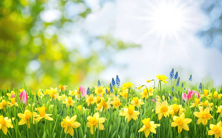 A field of wildflowers on a bright sunny day.
